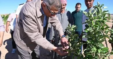 جنوب سيناء تتحرك لدعم متضرري سيول وادي سعال
