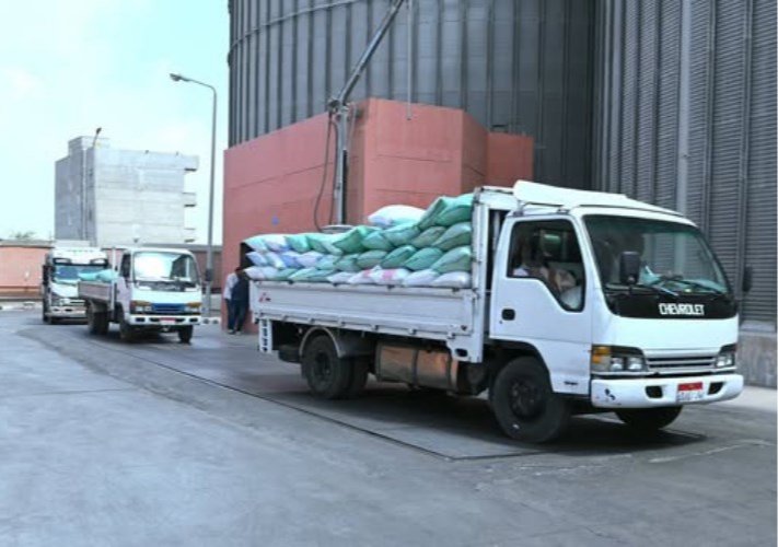 البحيرة تواصل توريد القمح وتستقبل 5198 طنًا
