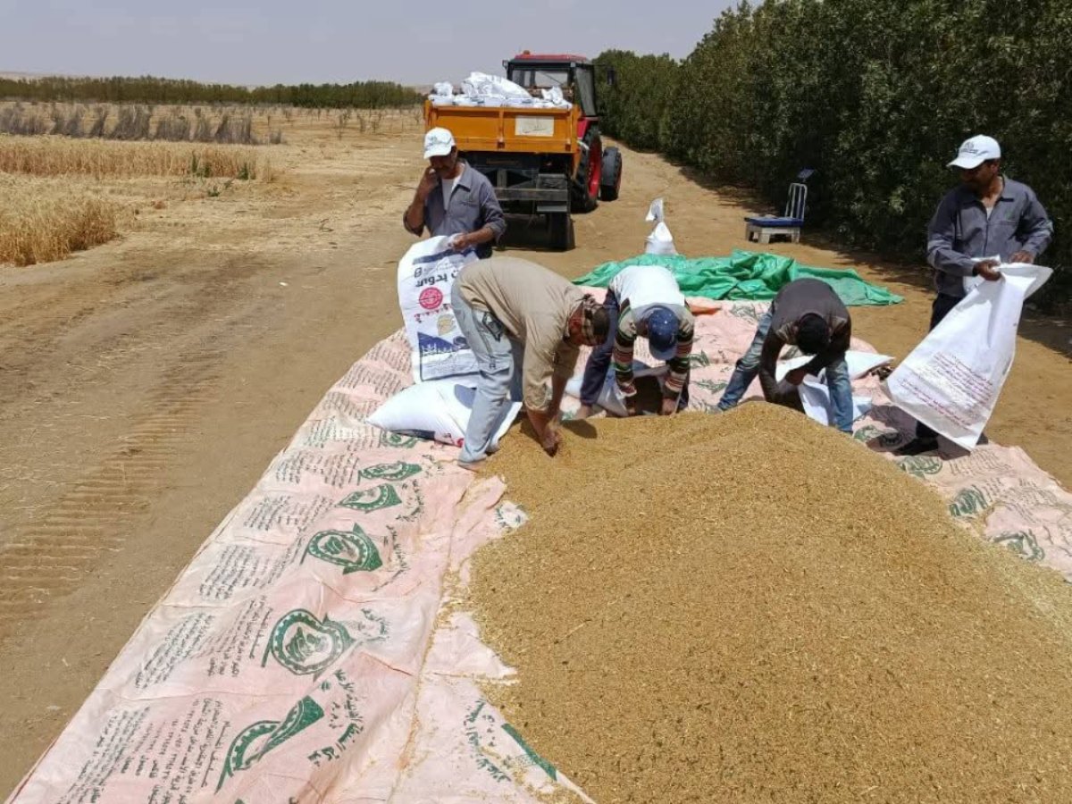 شركة الريف المصري تحقق إنجازاً علمياً بزراعة القمح بمياه ري تصل ملوحتها إلى 8 آلاف جزء فى المليون.. تفاصيل