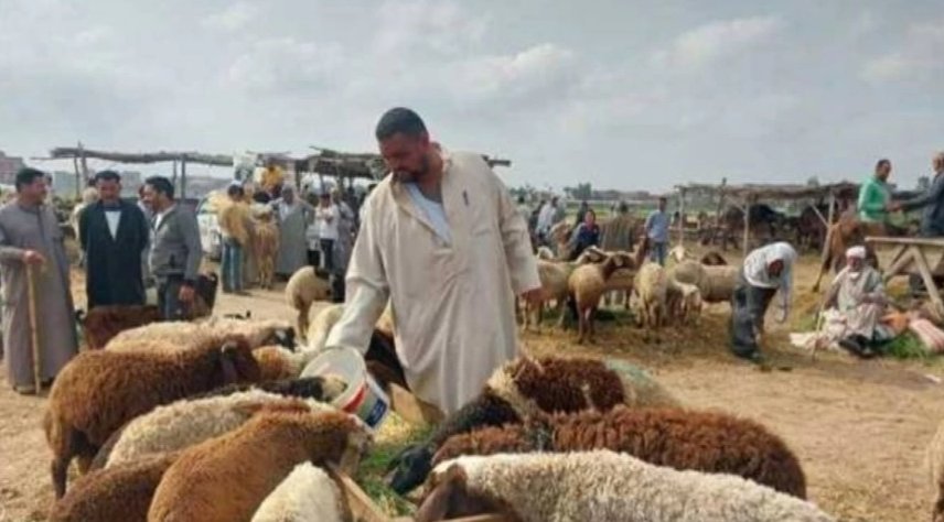 مع اقتراب عيد الأضحى.. استقرار أسعار الأضاحي في مصر