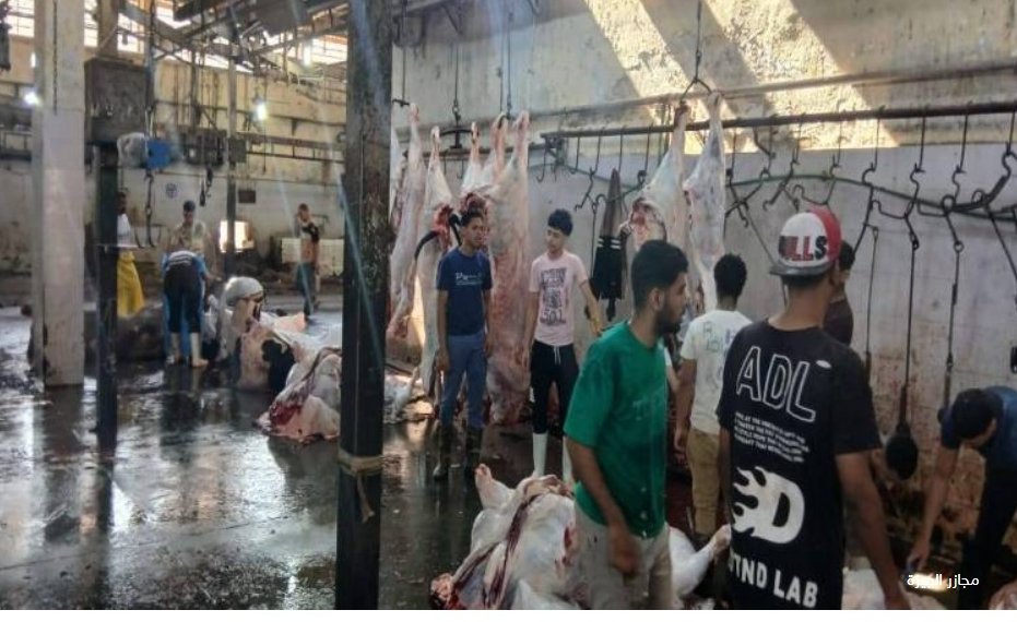 محافظ الجيزة يعلن ذبح 4300 أضحية بالمجازر الحكومية خلال العيد