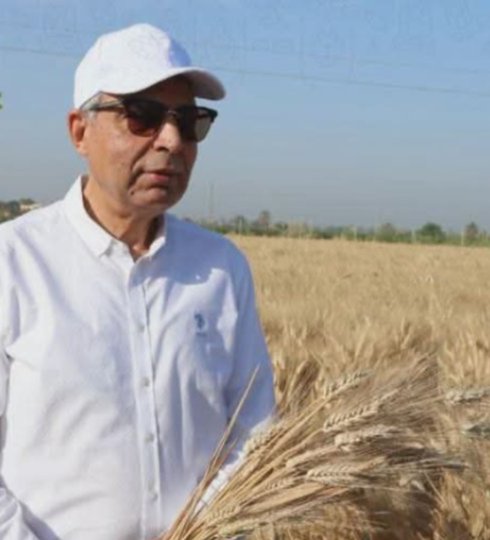 إنجاز تاريخي في "عروس الصعيد".. المنيا تتخطى مستهدف توريد القمح بمعدل 15%