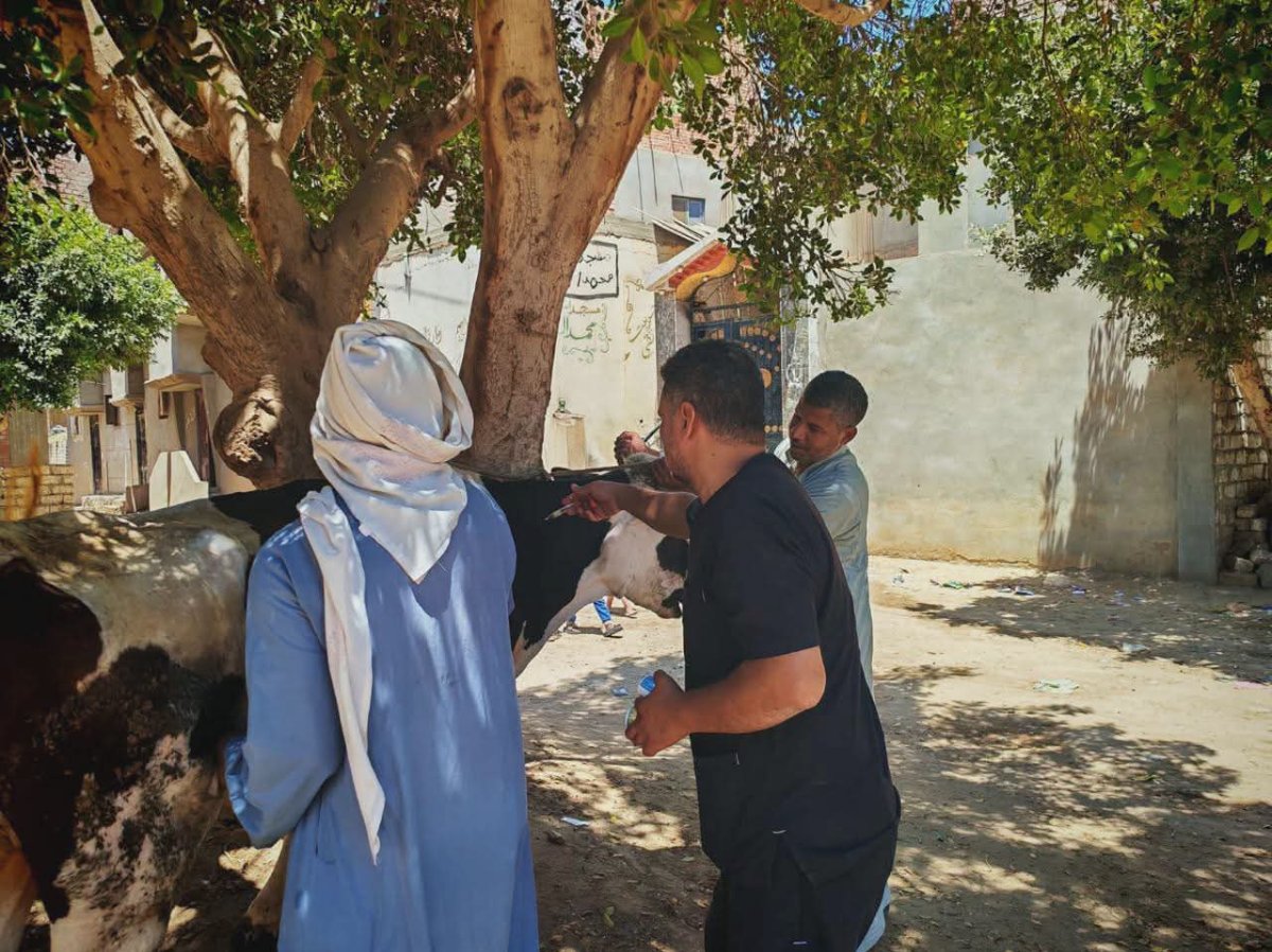 تحصين 127 ألف رأس ماشية ضمن الحملة القومية ضد الحمى القلاعية والوادي المتصدع بالمنيا