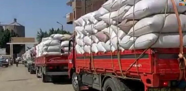 استلام 343.2 ألف طن قمح بالصوامع والشون منذ بداية موسم الحصاد في بني سويف