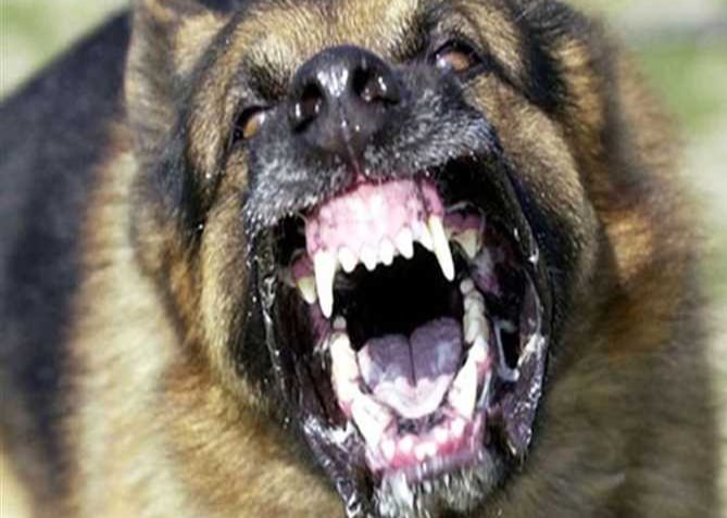 بينهم أطفال.. إصابة 14 شخصاً هاجمهم كلب مسعور بالمنوفية.. والطب البيطري يتدخل