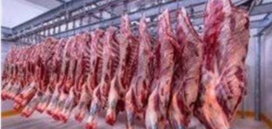 أسعار اللحوم اليوم.. انخفاضات قوية في البتلو وتحركات جديدة للضاني والكندوز