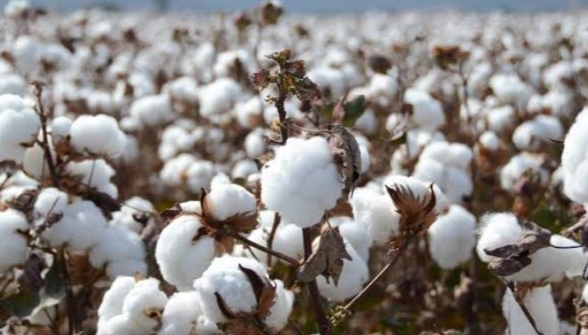 بأيدي ناعمة.. النساء يشكلن نصف الـ 32 مليون مزارع للقطن حول العالم